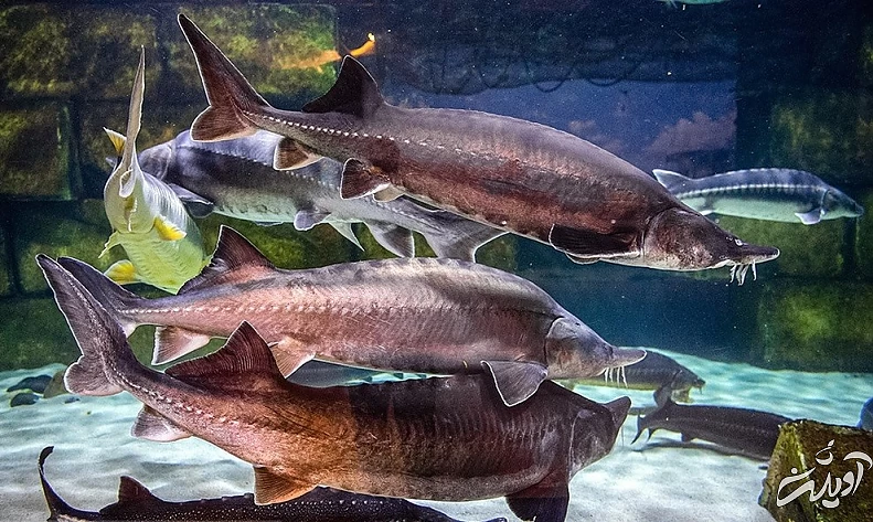 (تصاویر) آکواریوم انزلی